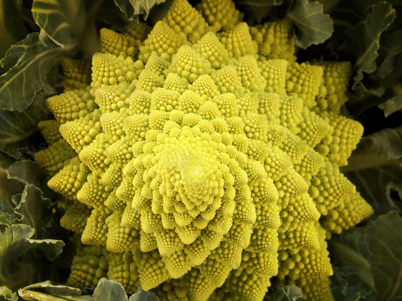 Romanesco Broccoli