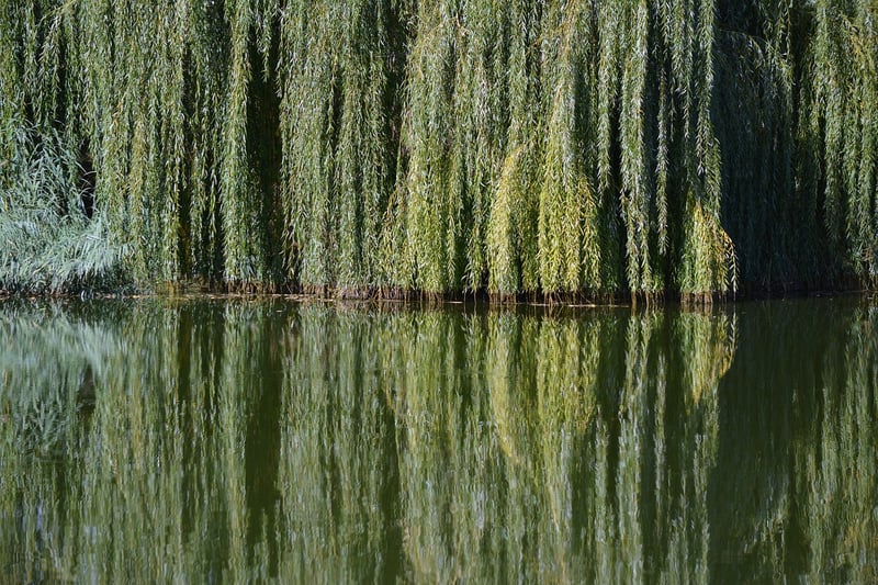 Whomping Willow