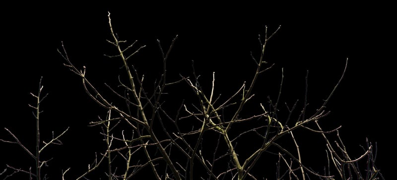 Tree of Souls